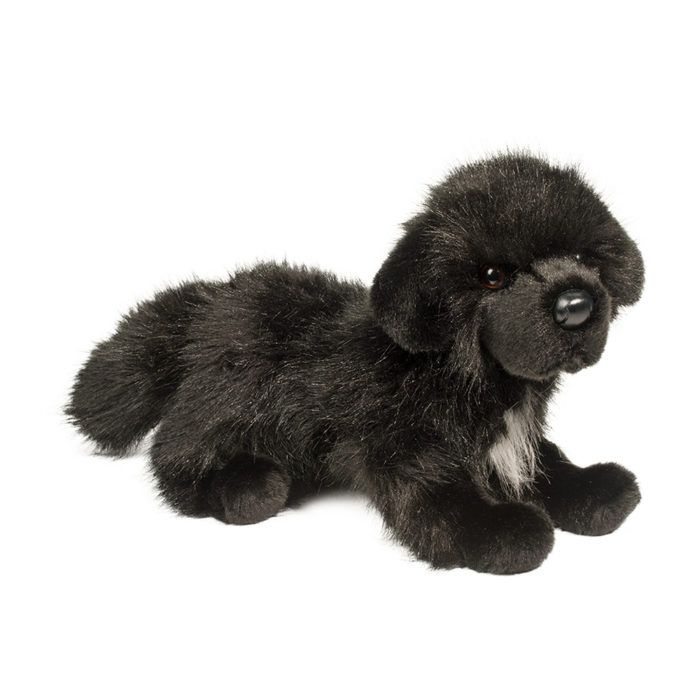 Dog - Bundy - Newfoundland